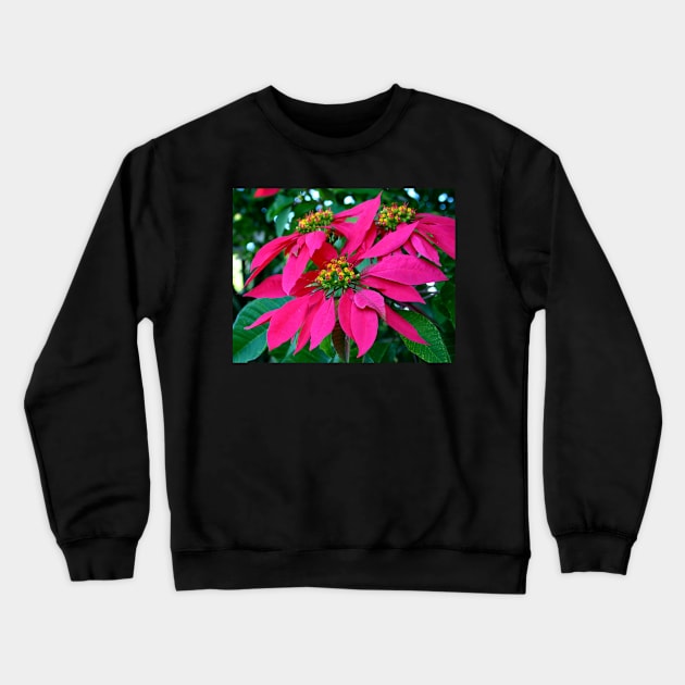 Poinsettia at the Zoo Crewneck Sweatshirt by Michaelm43